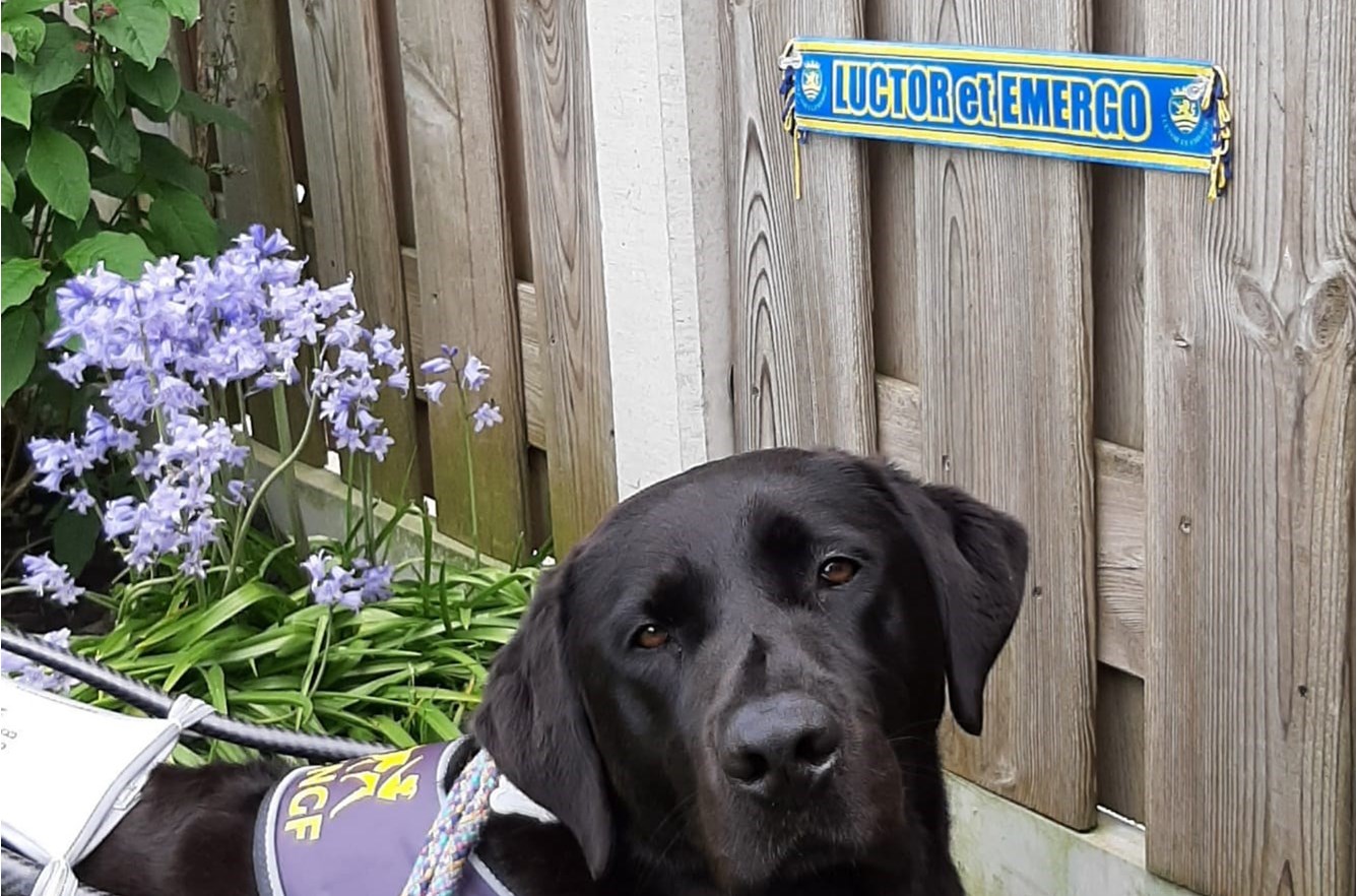 Maak kennis met Luctor Een Geleidehond in Zierikzee. - AVC Luctor et Emergo